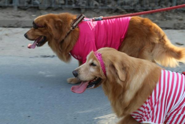rainforestkuta's tweet photo. It's not only man who support this events.
 #BaliPinkRibbon @BaliPinkRibbon http://t.co/8qFjsTEPRT
