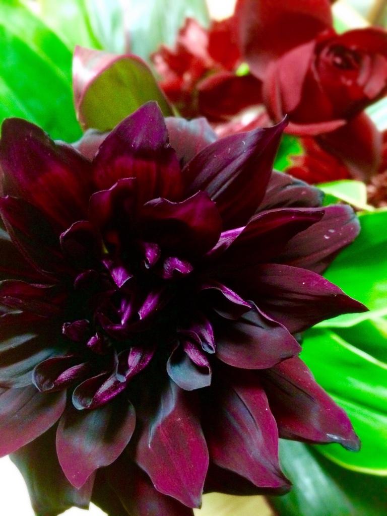 遥稀 ブラックダリア 黒蝶 と薔薇の花束を頂いたよ W 重厚 ブラックダリアの花言葉 華麗 優雅 威厳 感謝 薔薇の 花言葉 愛情 模範 貞節 情熱 美貌 花はいいね 限り有る美しさって凄く贅沢だと思う W Http T Co B5vjgwgqhg Twitter 遥稀 ブラックダリア 黒蝶 と薔薇の花束を頂いたよ W 重厚 ブラックダリアの花言葉 華麗 優雅 威厳 感謝 薔薇の 花言葉 愛情 模範 貞節 情熱 美貌 花はいいね 限り有る美しさって凄く贅沢だと思う W Http T Co B5vjgwgqhg Twitter