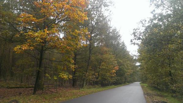 PlusEvents1's tweet image. Solex rit over de #Veluwe. Mooie herfst kleuren. Iemand enig idee waar dit is?