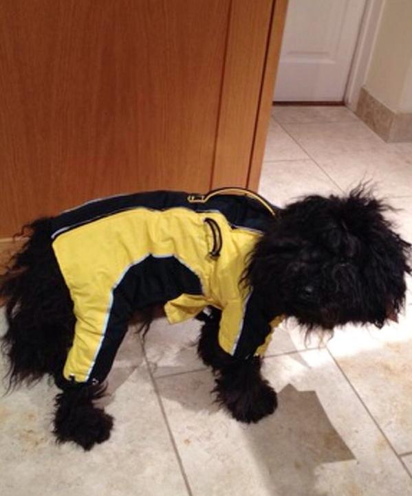 Soundwellswim's tweet photo. Best mascot yet! #Cardiff2014 http://t.co/XYijnh0HJo