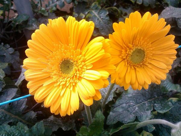 josediaz8's tweet photo. Gerberas http://t.co/ei2y5UOPoX