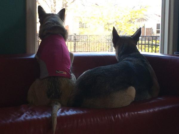 KristenGoebel's tweet photo. Neighborhood watch gsd style #bestsecuritysystem http://t.co/RH6UownZGT