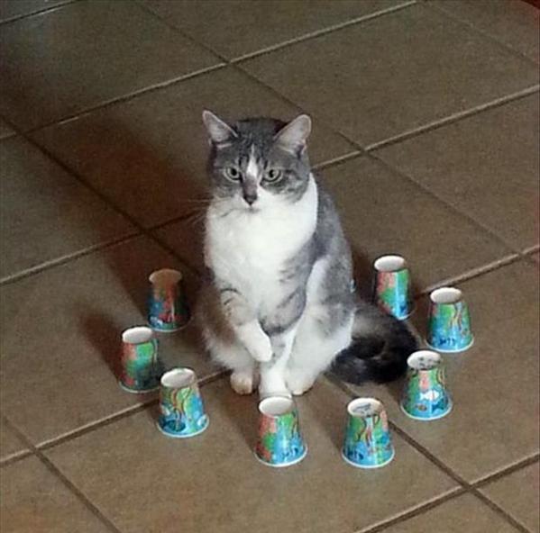 Why do cats sit in circles? experiment goes viral.This will