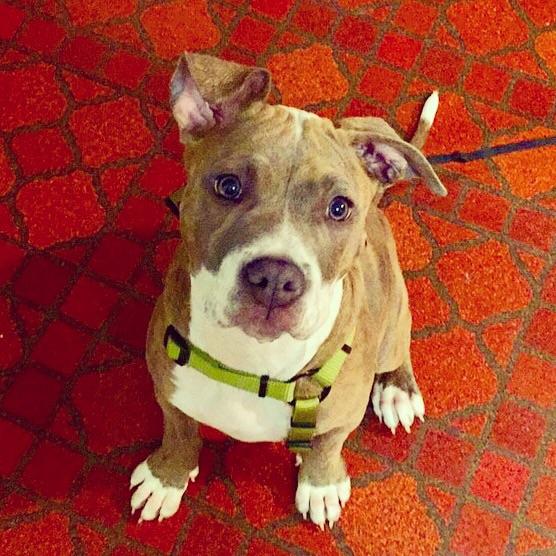 ThatBitchyAsian's tweet photo. Super sad today. I saved a puppy and gave her a good home but I miss her to pieces and won't see her ever again 😔🐶 http://t.co/kpK7VVi0Iy