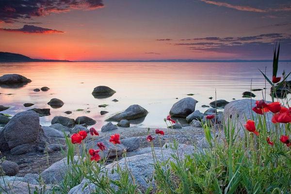 das_geetam's tweet photo. “@Nizar_360: #Breathe and Be #Free
Poppies by the sea
by Evgeni #Dinev via @mjesusgz http://t.co/7YCxBag5Re”