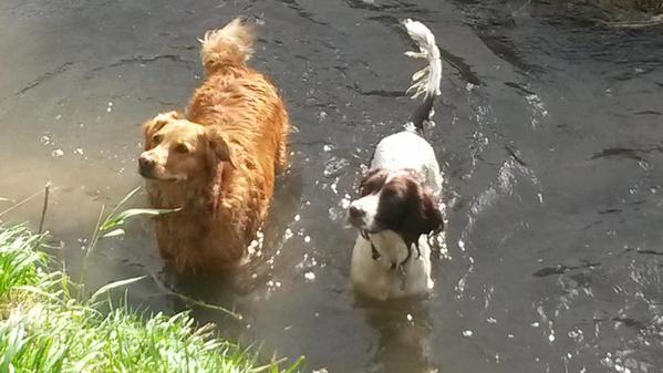 Golden Wonder Dog (@nimmocassie) on Twitter photo 