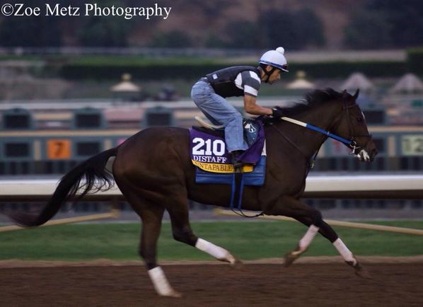 1st_racing's tweet image. Uptapable galloping #BCDistaff