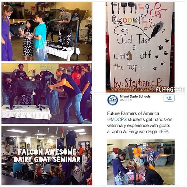 stefyp777's tweet photo. ππππβ #FFA #GoatSeminar @FergusonFFA http://t.co/G7HMHnISXG