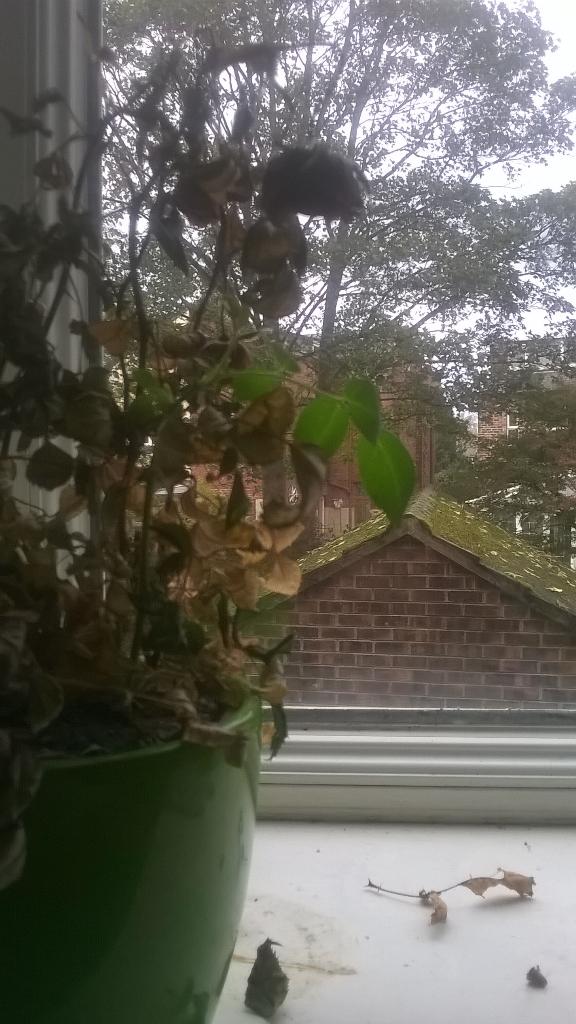 From failure comes success! I recently managed to kill a new plant and look what's coming back to life! Yey!