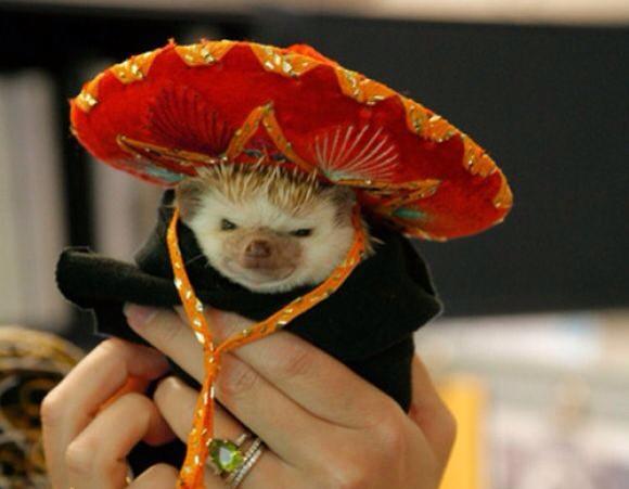 hedgehogs in hats