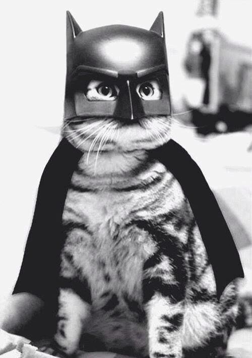 manchas000's tweet photo. 🐾🐈🐱 http://t.co/hOMaqVZsyi