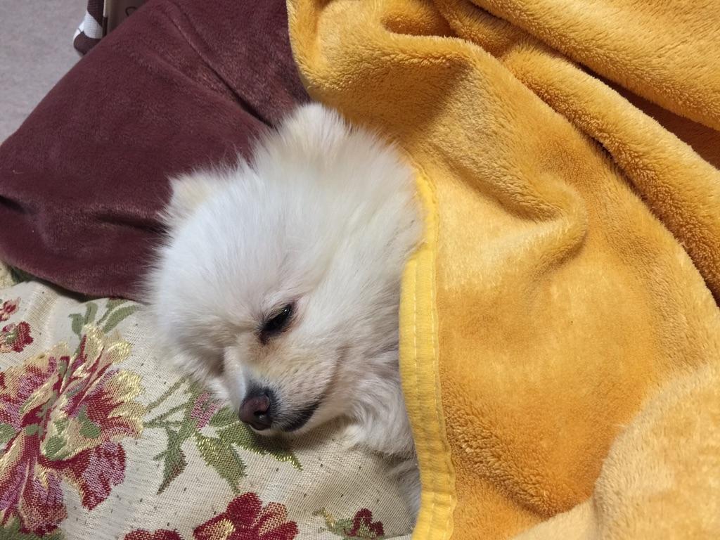 pomehide's tweet photo. http://t.co/ojrnWUTFDh