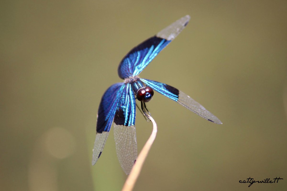 cathywillett15's tweet photo. Dragonflies on the dam the other day... #canon 450 D #photography #drogonfly #amateur #nature #camera http://t.co/ctWlm39oTm