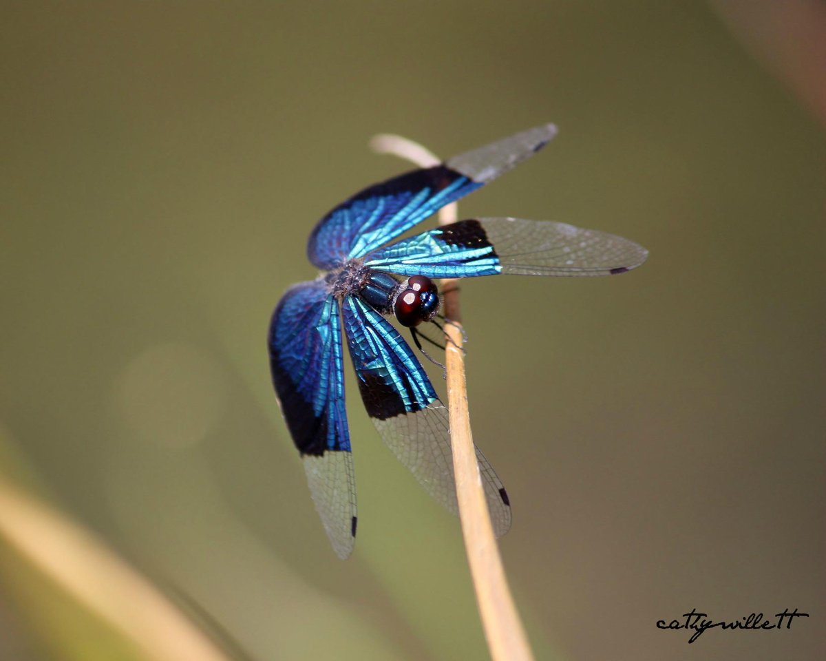 cathywillett15's tweet photo. Dragonflies on the dam the other day... #canon 450 D #photography #drogonfly #amateur #nature #camera http://t.co/ctWlm39oTm