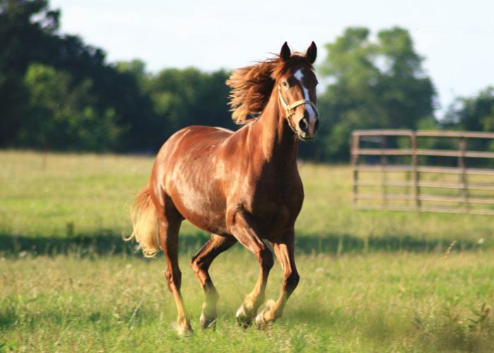 Lovely day for a trott. #SIMS