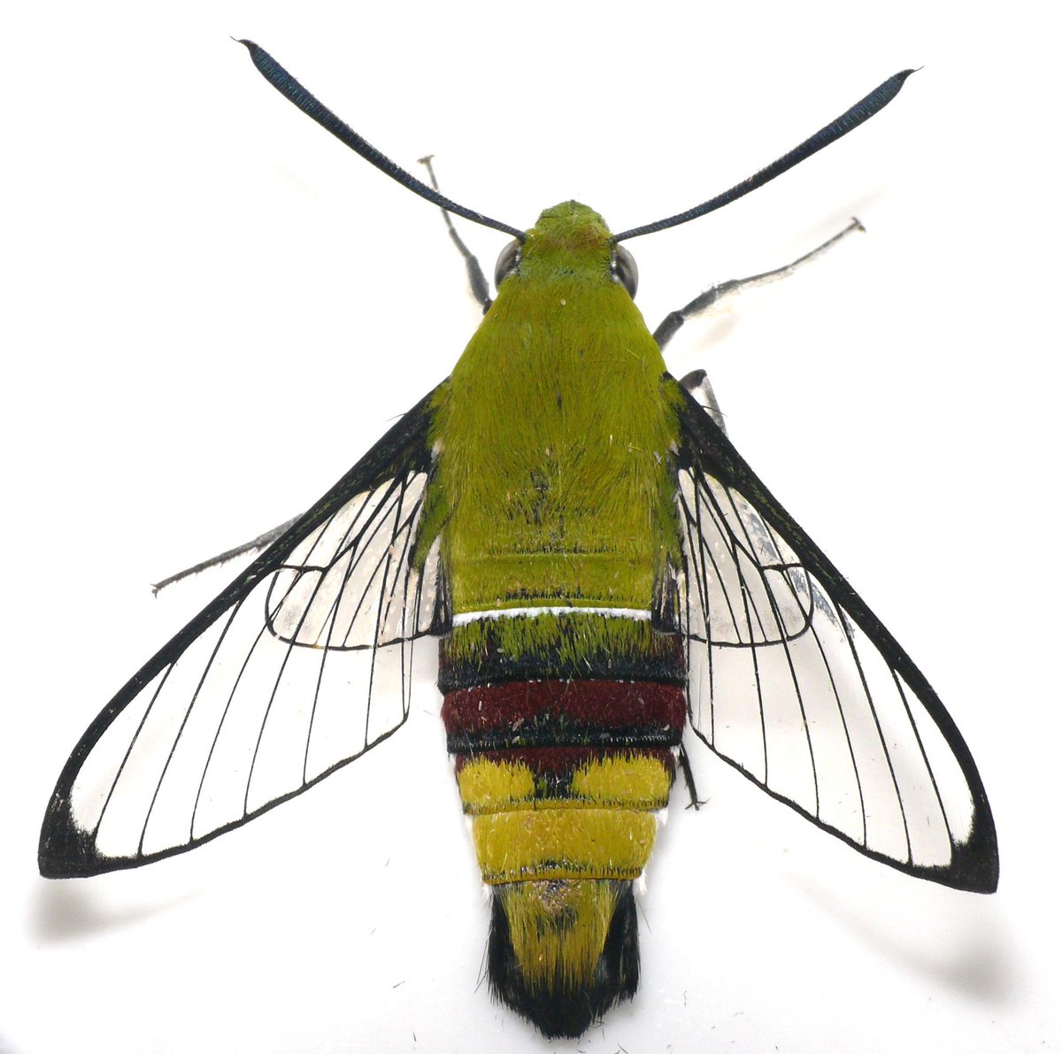 神大むし研 オオスカシバの新成虫 翅が透明なので スカシバ という名前がついていますが 羽化したては一応鱗粉があるスズメガです 左 翅を小刻みにうるわせて鱗粉を落とします 右 Http T Co Nwz2lttgef