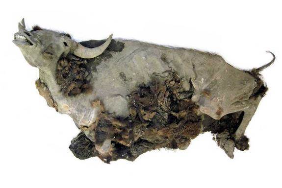 CriptoNatura's tweet photo. 9,000-year-old bison mummy found in Siberia http://t.co/U12vF3wcMK http://t.co/Dv0TXG0Ess