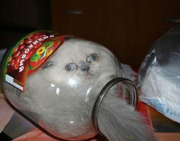 horrificimage's tweet photo. There's Something You Probably Didn't Know About Cats. But These 15 Pics Are Brilliant Proof. http://t.co/NDHGLQ1v9t http://t.co/TDHd2qZ7n9
