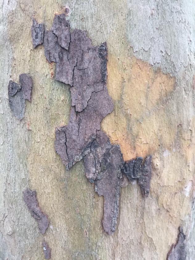 sugar_de's tweet photo. ~ Tree Surface ~ #tree #wood #structure #natural #crust #bark #outerlayer #cortex | #Berlin #photo http://t.co/I5BRHQbJwY
