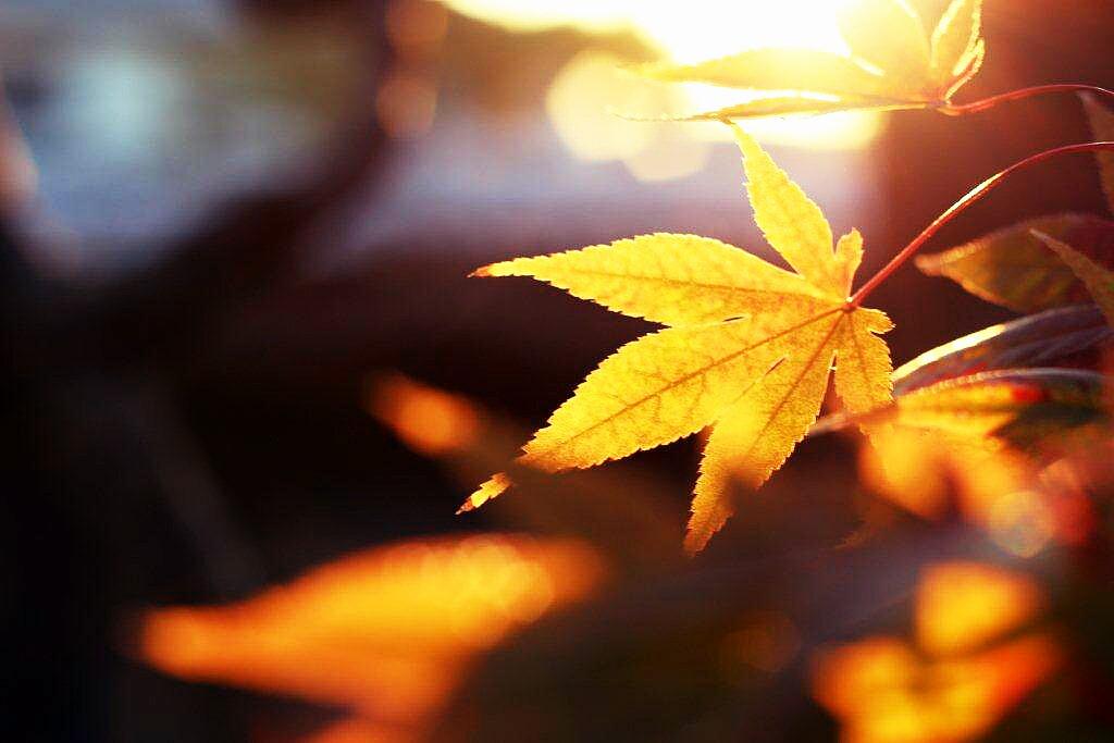 よしやす☞写真 tweet media