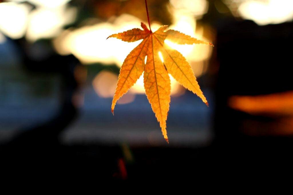 よしやす☞写真 tweet media