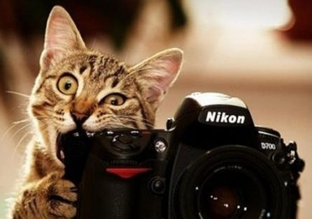 deehphotography's tweet photo. #cat http://t.co/BHJkzdPA1e