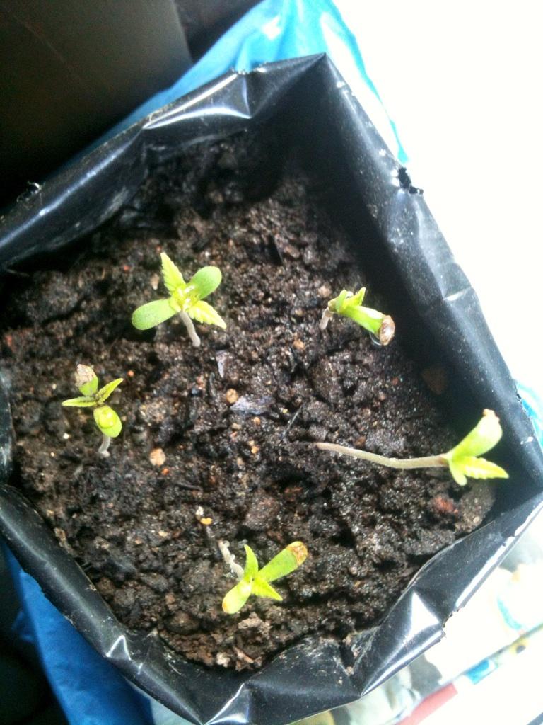 Tumbuh! Tebar manfaat mu bebaskan kebenaran yang selama ini dipenjarakan! Karena kau dan kami adalah ciptaan TUHAN!