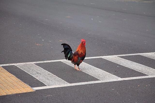 3DArnab's tweet image. Hmmm... So, why did the chicken cross the road? #LiveVersion