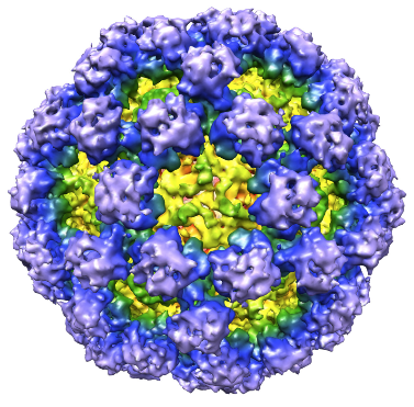 Норовирус что это такое. Вирус норовирус. Норовирус второго типа. Ротоноровирус. Вирион калицивируса.