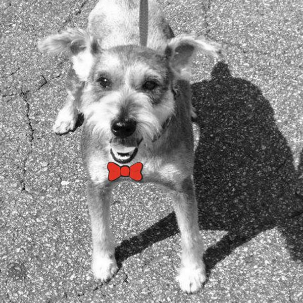 Pace @NewJerseySchanuzer shakes, shimmies and squeaks when he gets all excited and happy goo.gl/Eg6lMI