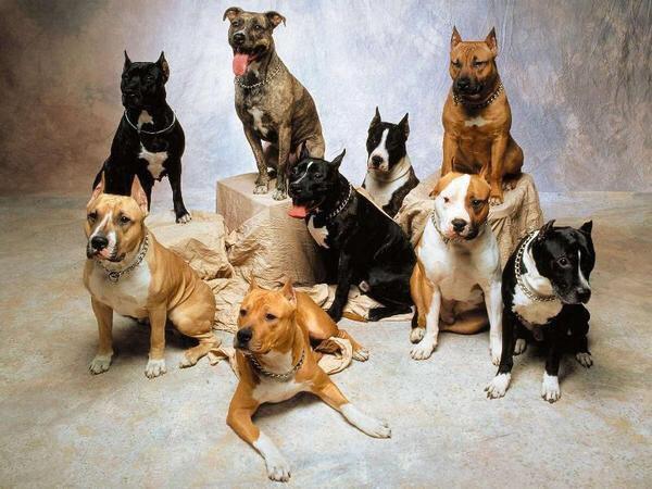 Do something extraordinary this weekend and foster or even adopt a dog #giveadogachance
