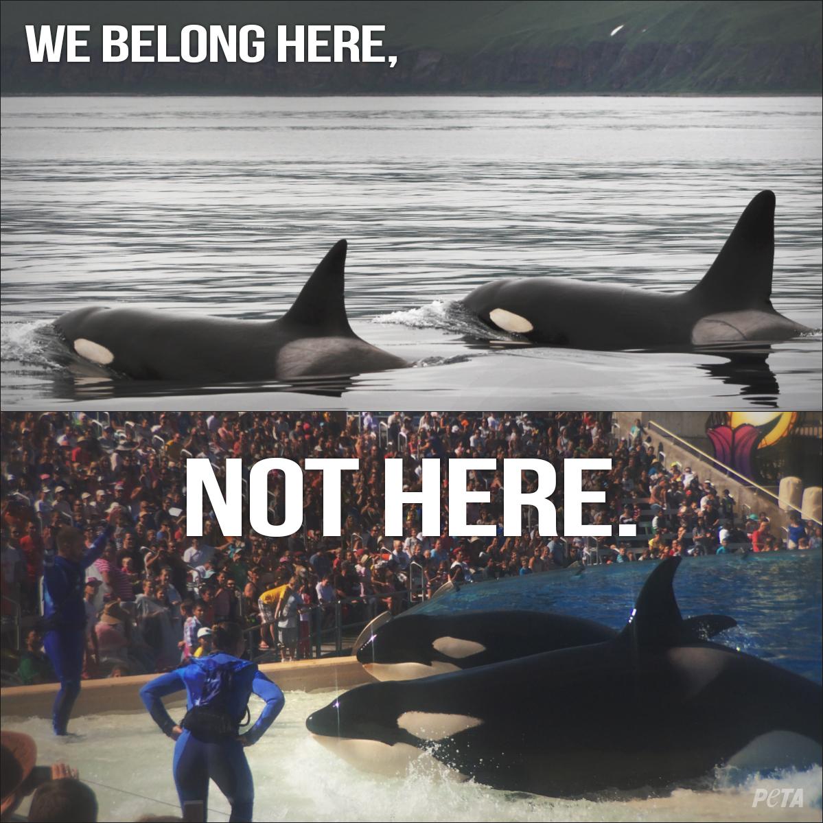 PETA tweet media