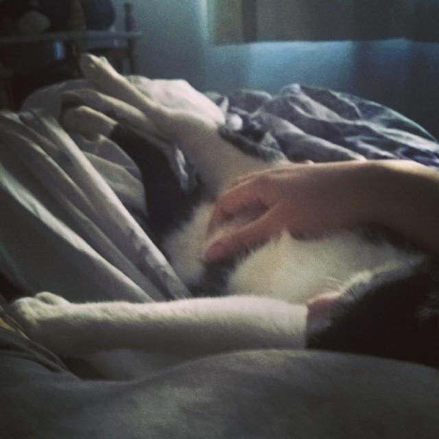 Lillizinha_'s tweet image. Toda a preguiça do mundo... 😻💤💘 #magalibolinha #lazyafternoon #purringmachine #modoronron #preguiçaboa #preguicin...