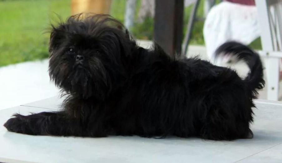 AFFKennel's tweet photo. π #Affenpinscher #kennel π
#Affenpinschers #MonkeyDogs #Puppy #Dogs #Puppies #doglover #puppylove #DogShow #AKC http://t.co/3pdivC2qo3