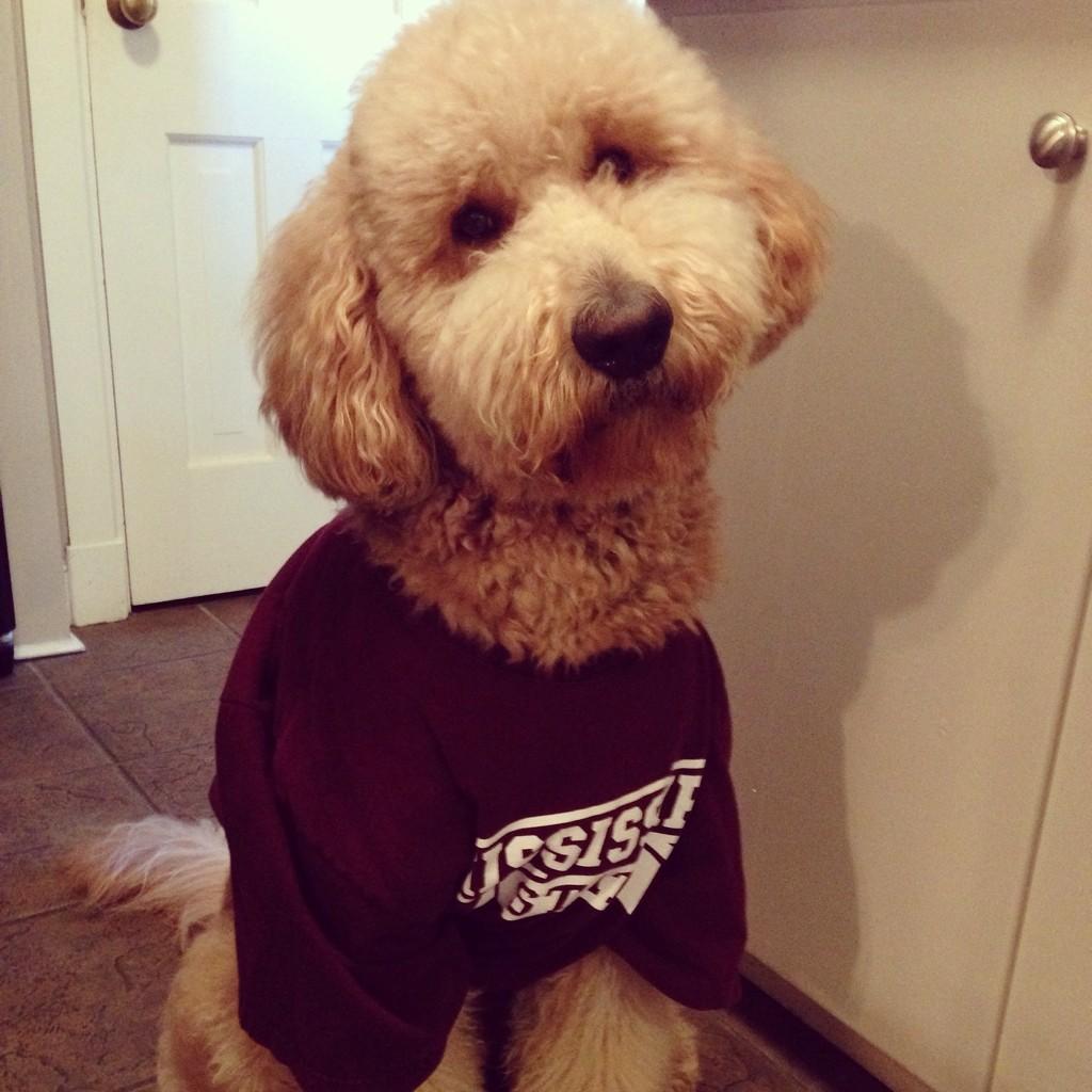 jma161's tweet photo. Happy #MaroonFriday and Homecoming weekend from Dan! @CoachDanMullen @stricklinMSU http://t.co/h7un5SfJER