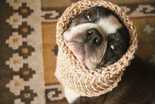 LikeCatsNDogs's tweet photo. Don't do cold woof http://t.co/IgmIN5IB3v