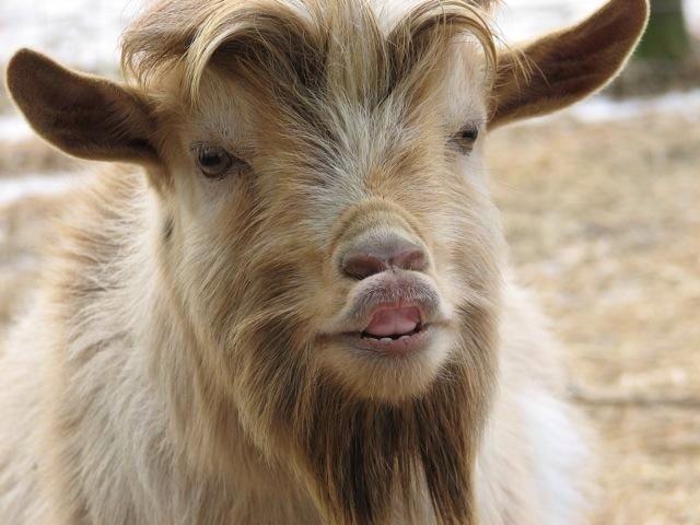 goat_slut's tweet photo. Baa #goatoftheday #Retweet #Favorite http://t.co/raS0umANBa