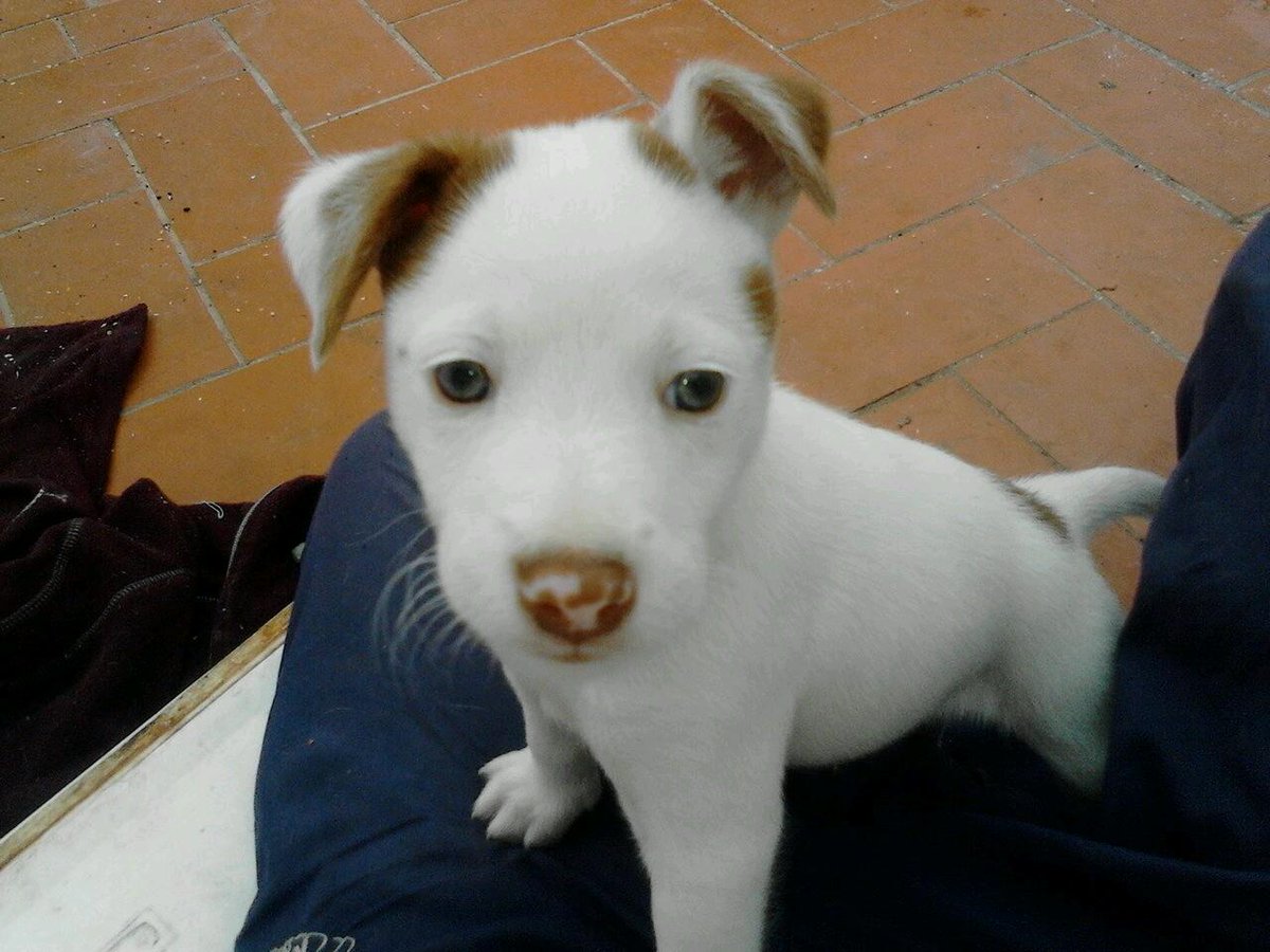 rodiguez1995's tweet photo. @kiskonogues @podencosandaluc aver si os gusta mi nuevo puenkesillo http://t.co/gPVWo7rQQv