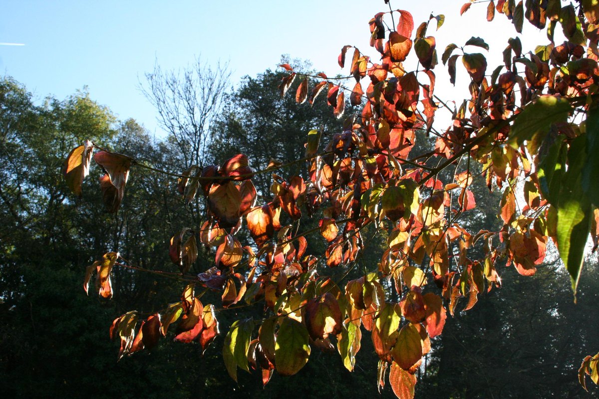 Sunlight on some leaves.  :)
#sunlightonleaves.