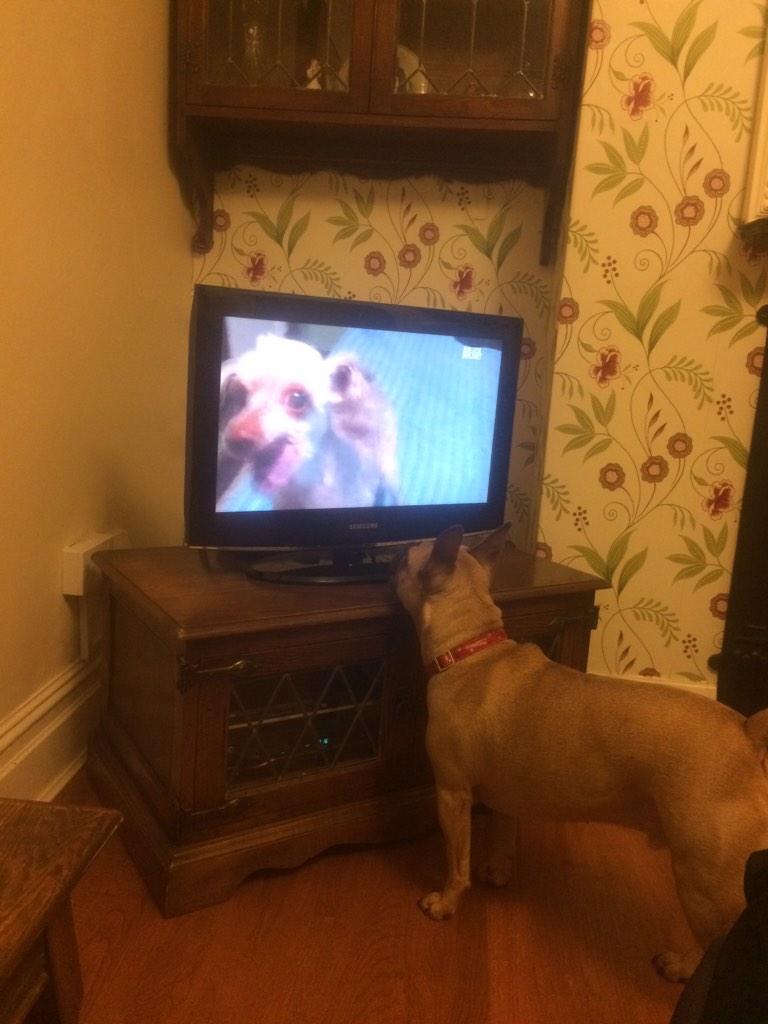 emmaloops's tweet photo. Rufus who never ever barks like to watch all the noisy dogs on TV. #nobarks http://t.co/Med9Rx55Gc