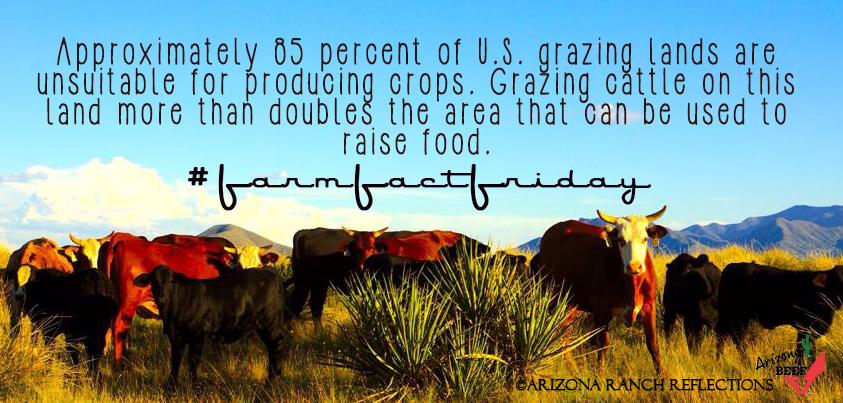 ArizonaBeef's tweet photo. #farmfactfriday #arizonabeef http://t.co/jcVlLLcATY
