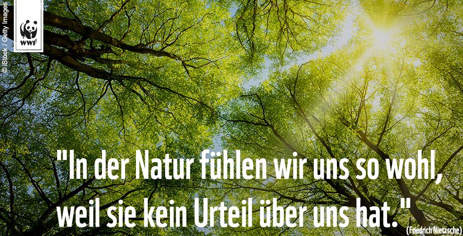WWF Deutschland on Twitter &quot;Zitat zum Sonntag „In der Natur fühlen wir uns so wohl, weil sie