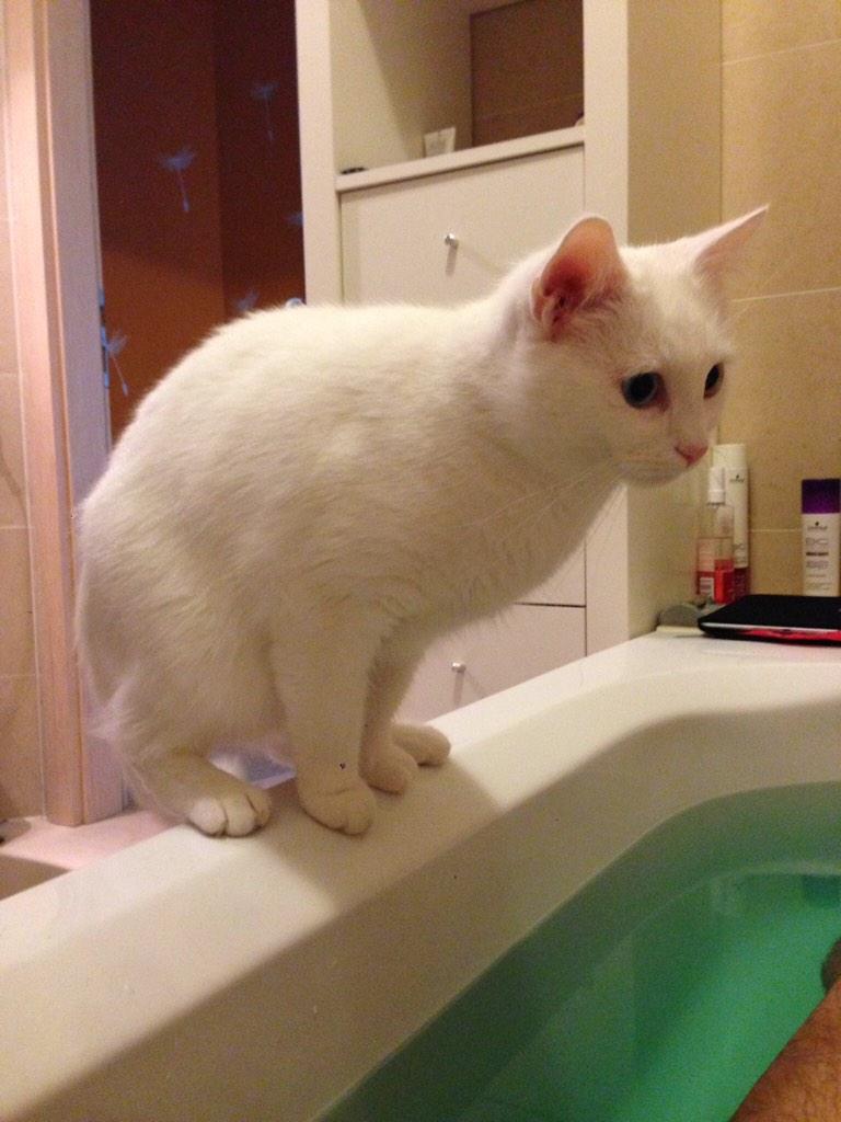 #coscamp Thema context zu cat-content