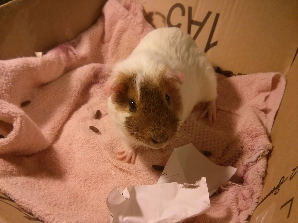 SoundBiteNation's tweet photo. This little cutie the #soundbitenation #mascot  Norbert was supposed to go out last night! Enjoy another squeaky EP http://t.co/rMb4Y6rC84