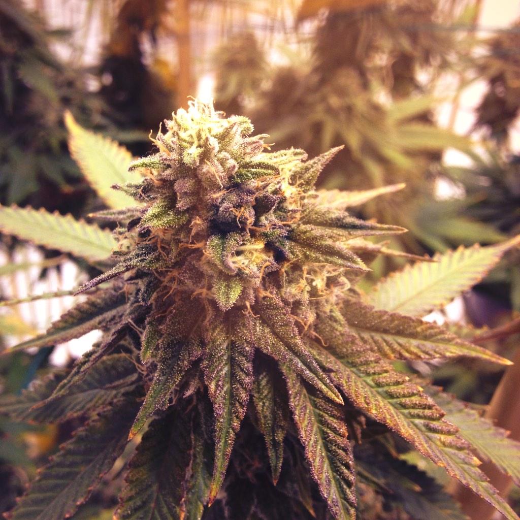 GreenRushLLC's tweet photo. Pure Purple Afghani💜 #GreenRush http://t.co/8POkaaHmNT