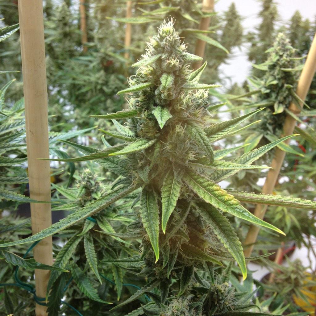 GreenRushLLC's tweet photo. Dr. Who#6 #GreenRush http://t.co/8CwmmOn0kf