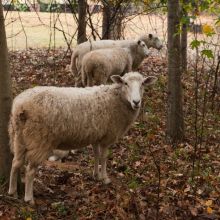 artford's tweet photo. Watch Sheep while working for a "Sheep Skin" at Ga Tech... Sheep control Kudzu on campus... http://t.co/AYF36TmZT4 http://t.co/M56y5tLCpM