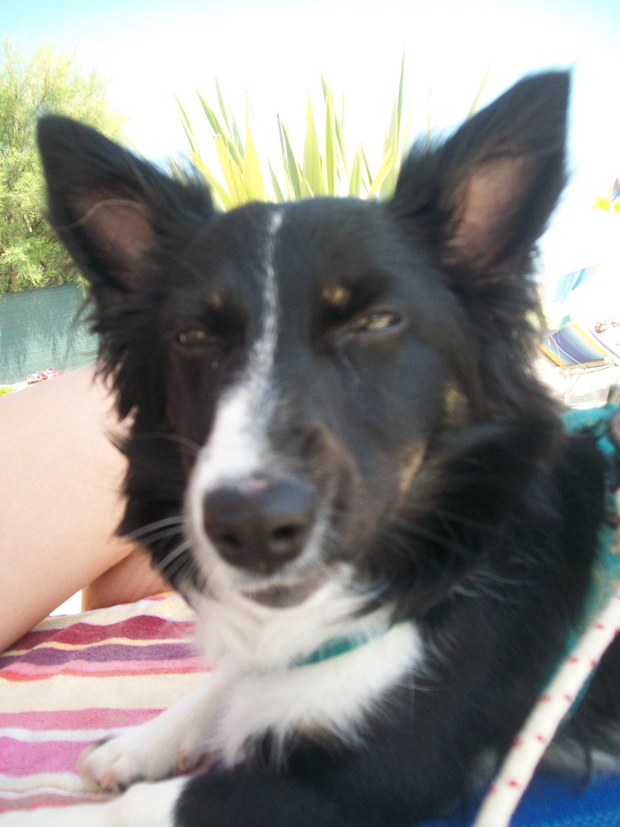 Ilashelly's tweet image. #strisciafotobuffedacasa   #Shellylaminiborder