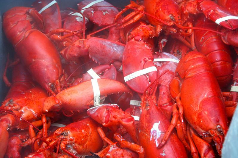 MELobsterFest's tweet photo. It's not too early to plan your trip to the #MELobsterFest, July 29-Aug 2, 2015! #lobster #maine #summerfestival http://t.co/Gc2olMEhiR