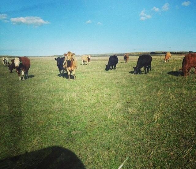 Beefloverblaire's tweet photo. Wishing I could go home this weekend to see my cows... oh, and my parents! #farmlife #beeflover #moo #ACCaggies http://t.co/Z5L0EbvDUN